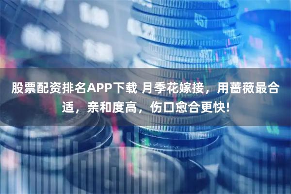 股票配资排名APP下载 月季花嫁接，用蔷薇最合适，亲和度高，伤口愈合更快!